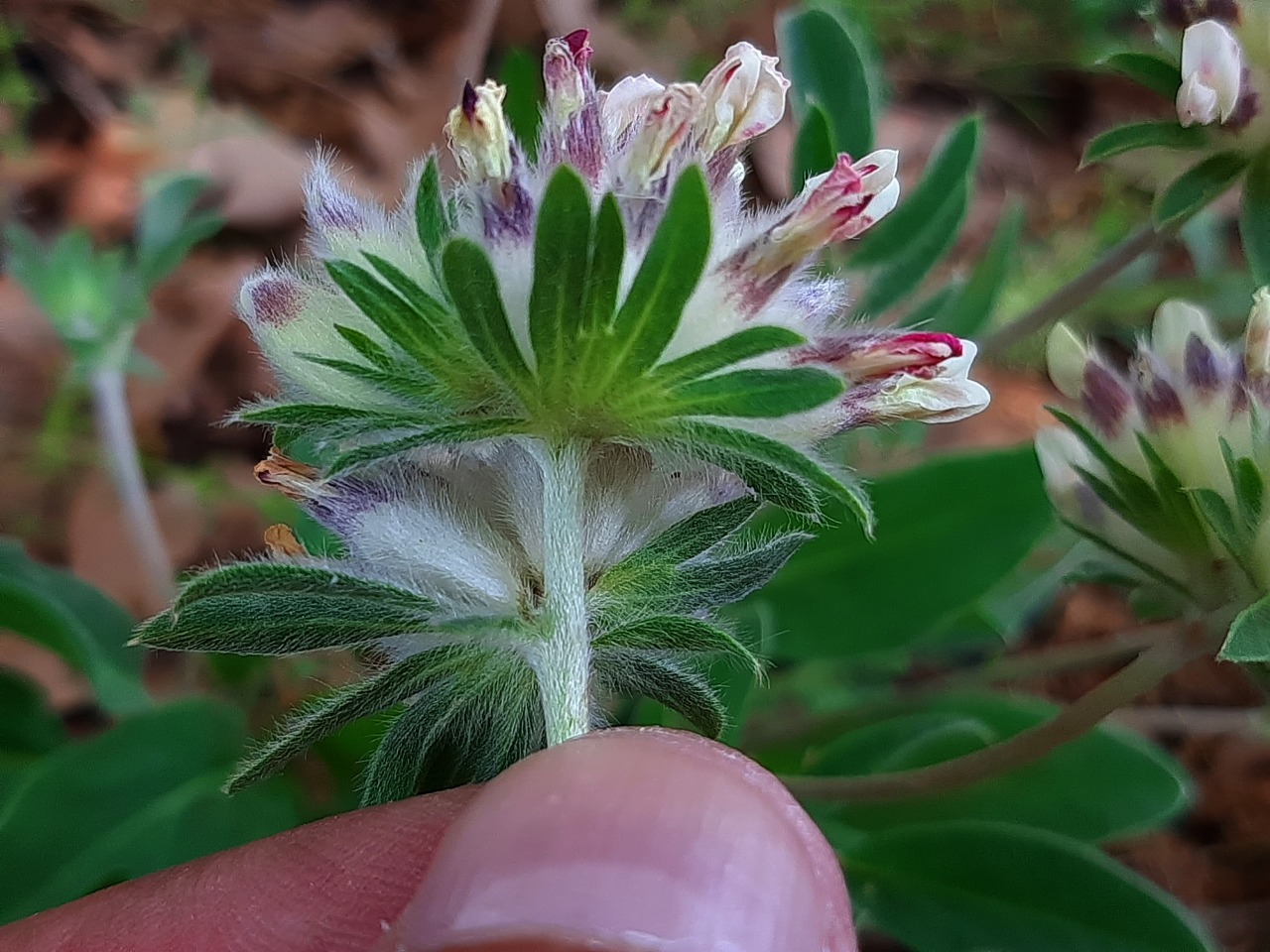 Anthyllis vulneraria subsp. praepropera