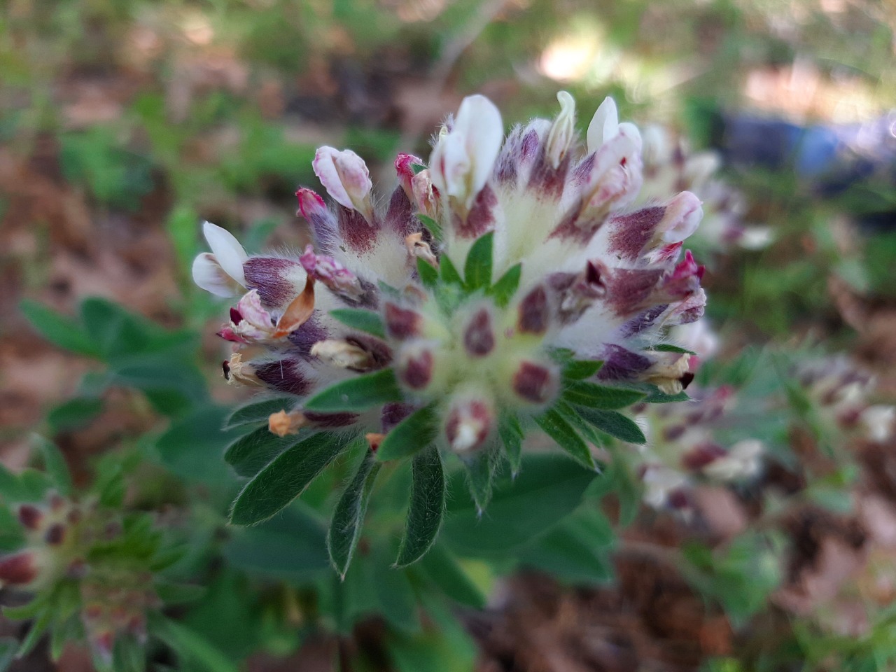 Anthyllis vulneraria subsp. praepropera