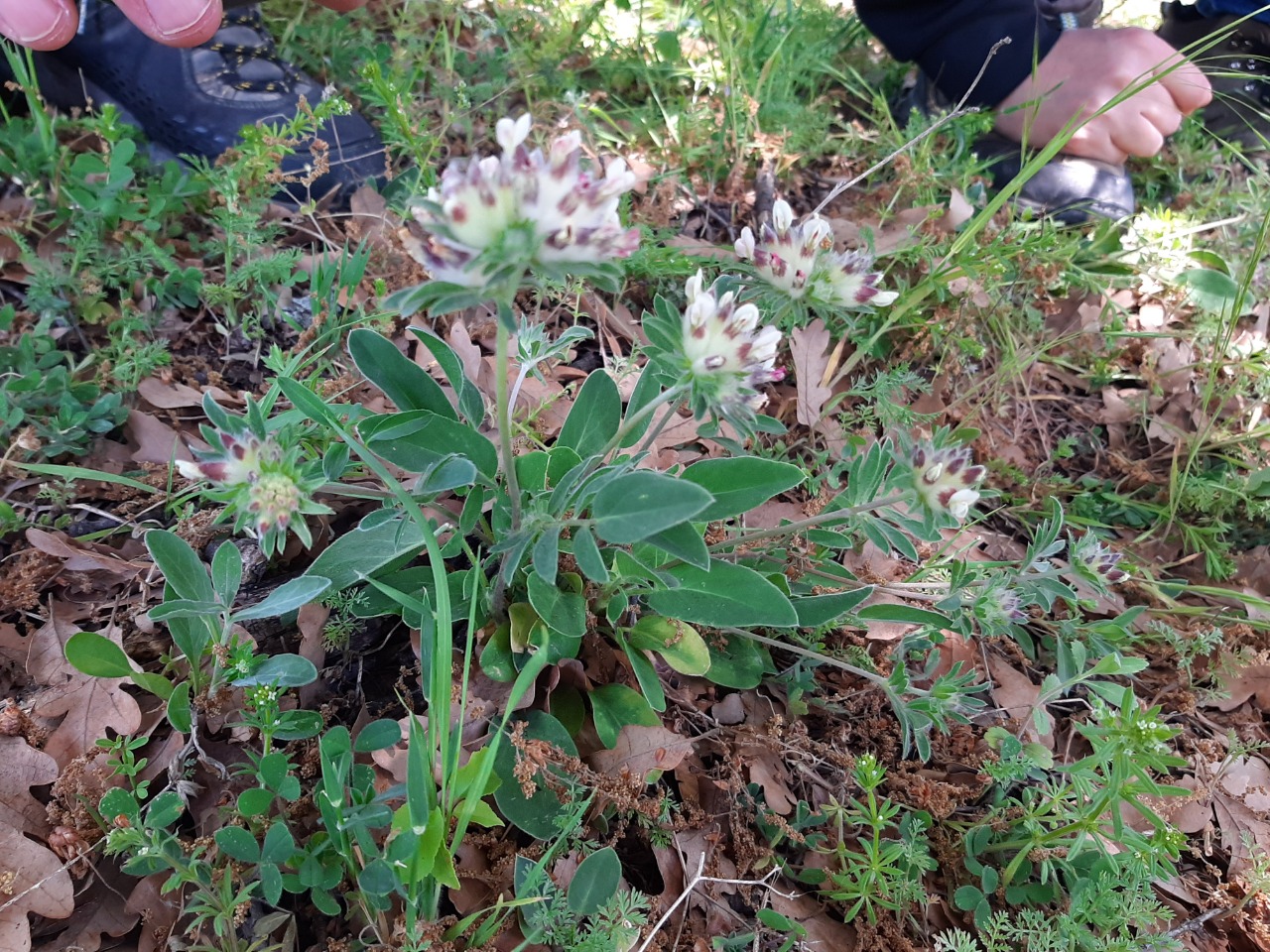 Anthyllis vulneraria subsp. praepropera