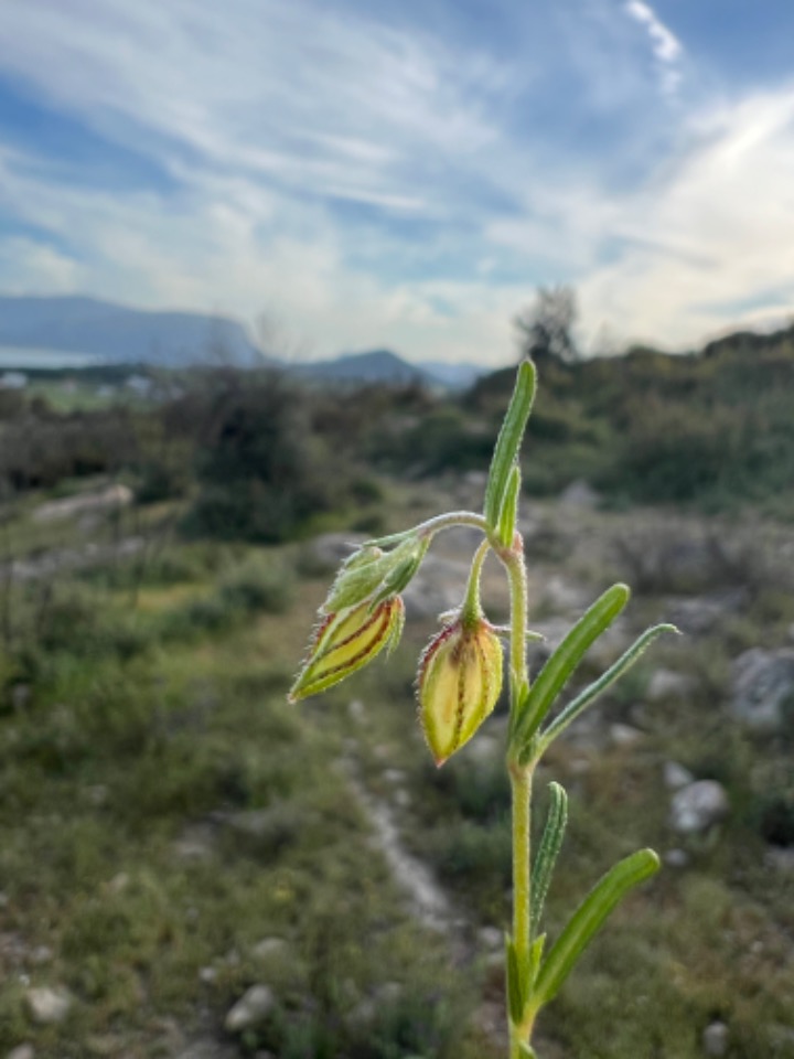 Helianthemum aegyptiacum
