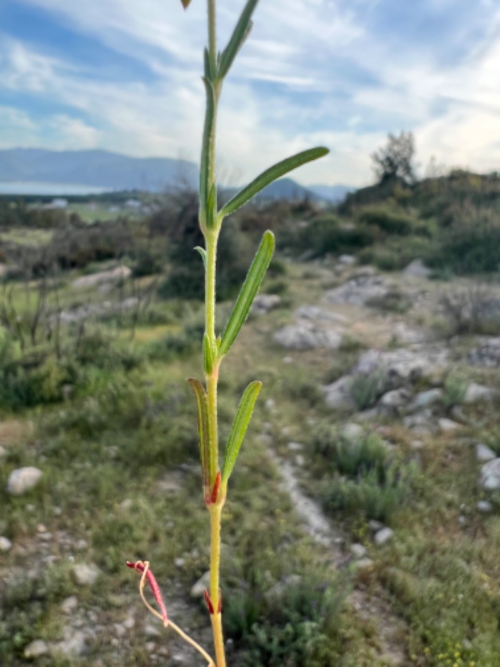 Helianthemum aegyptiacum