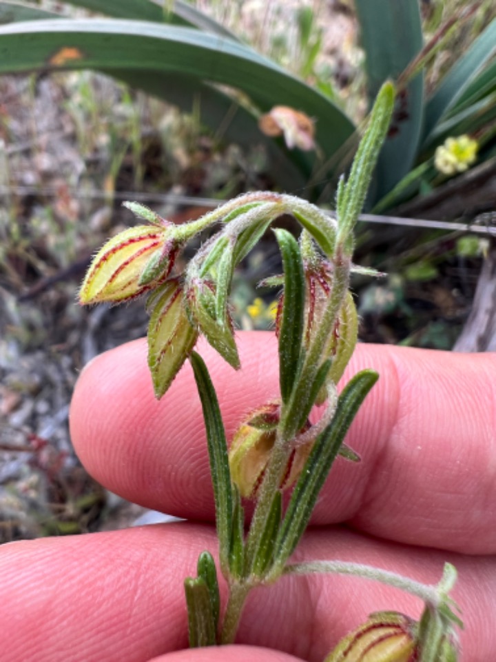 Helianthemum aegyptiacum