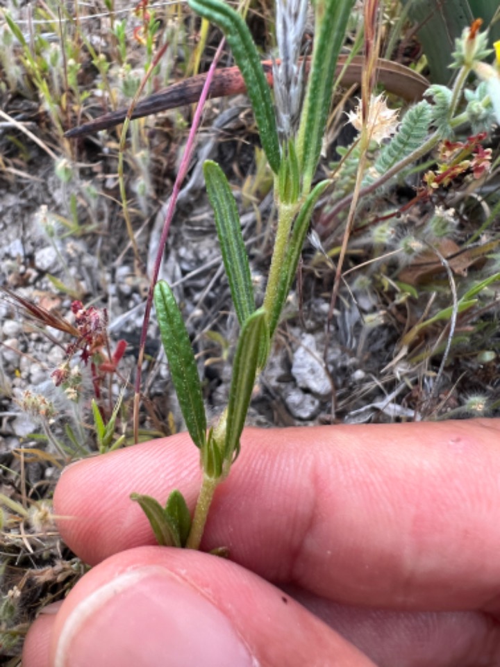 Helianthemum aegyptiacum