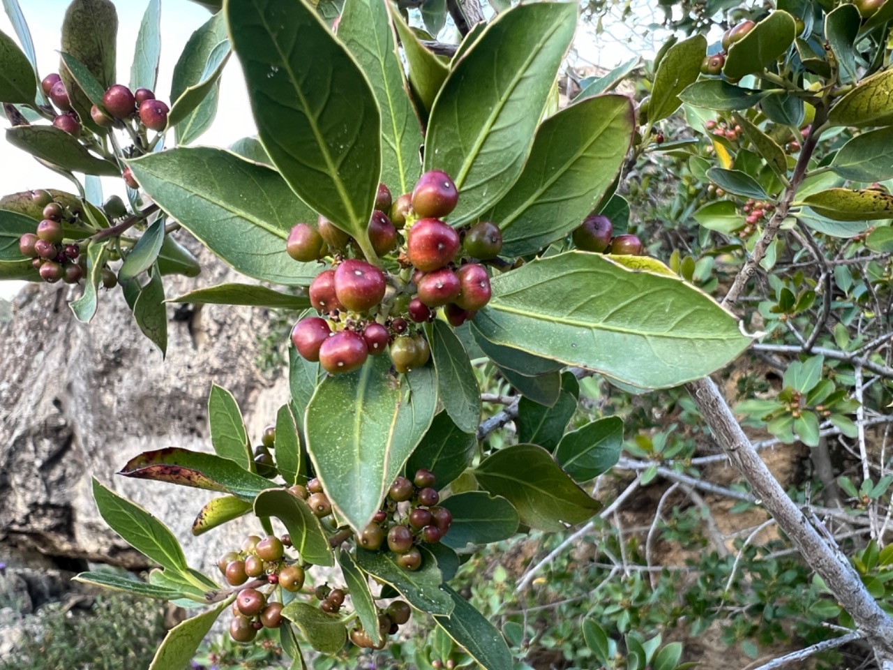 Rhamnus alaternus