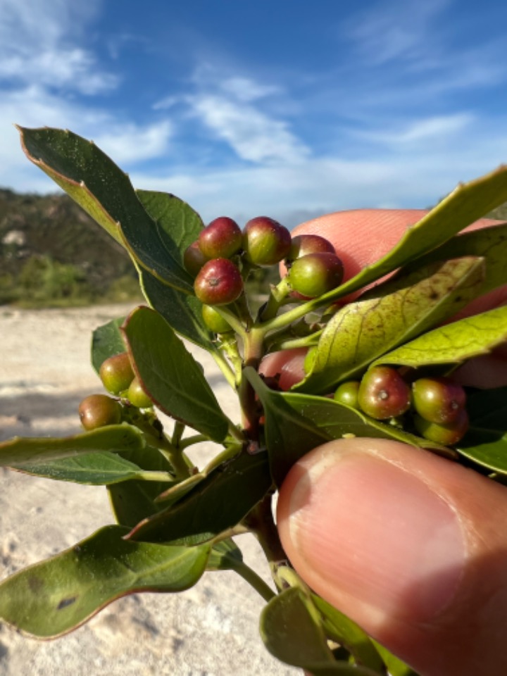 Rhamnus alaternus