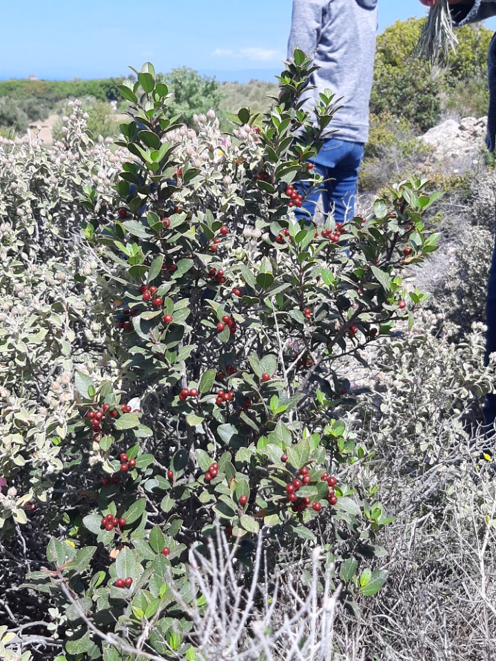 Rhamnus alaternus