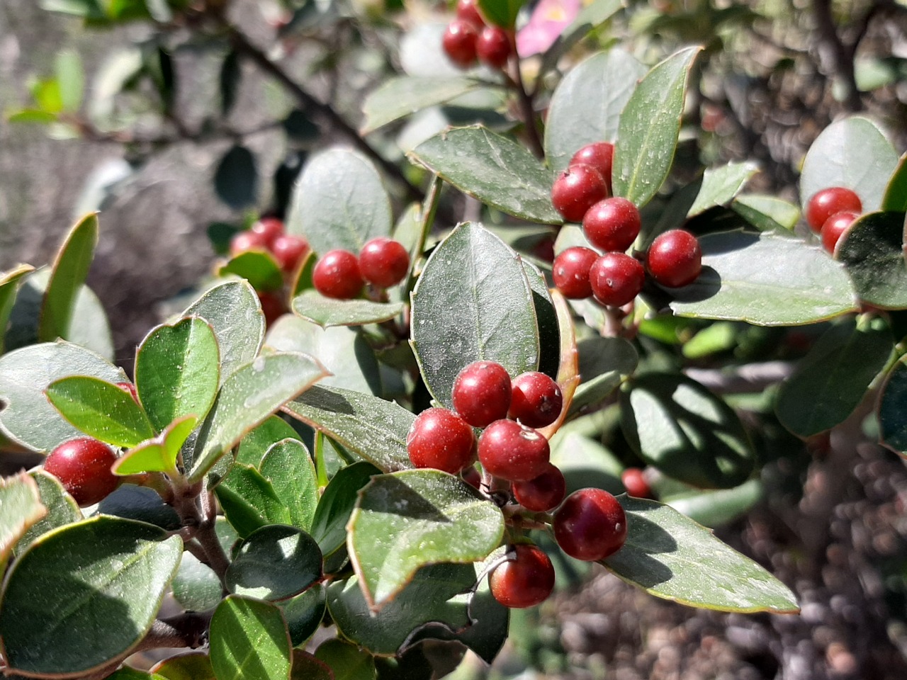 Rhamnus alaternus