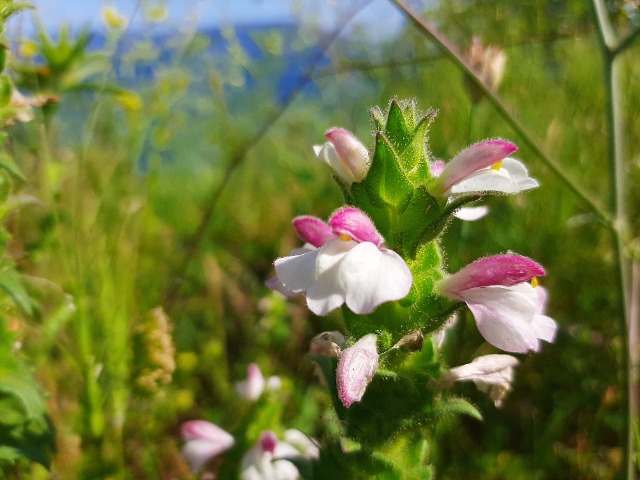 Bellardia trixago