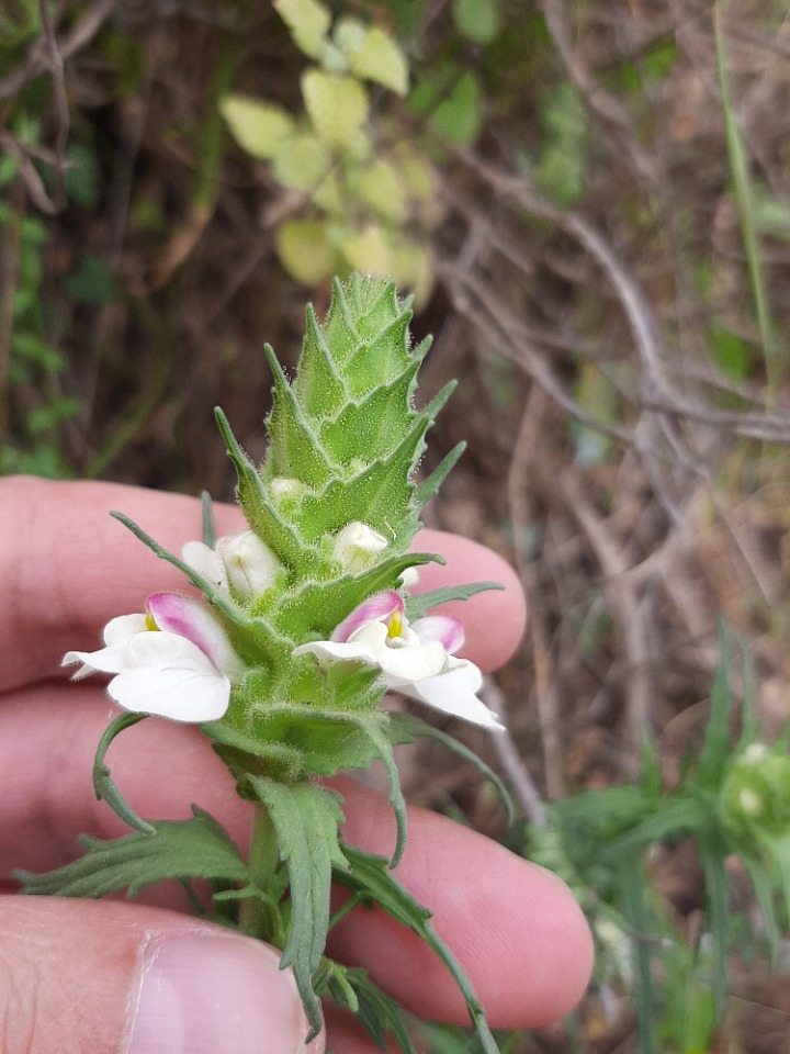 Bellardia trixago