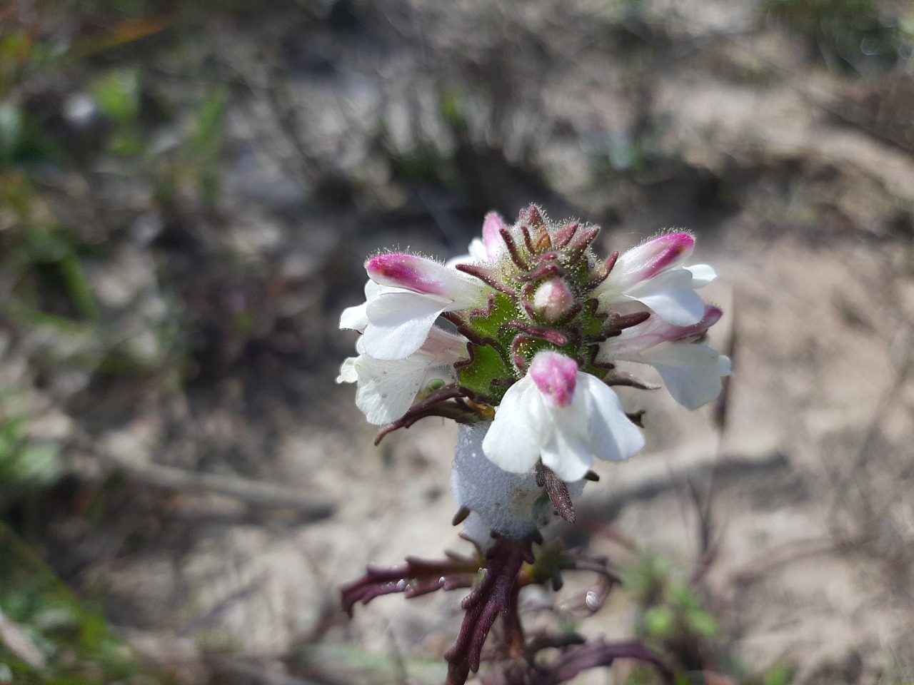 Bellardia trixago