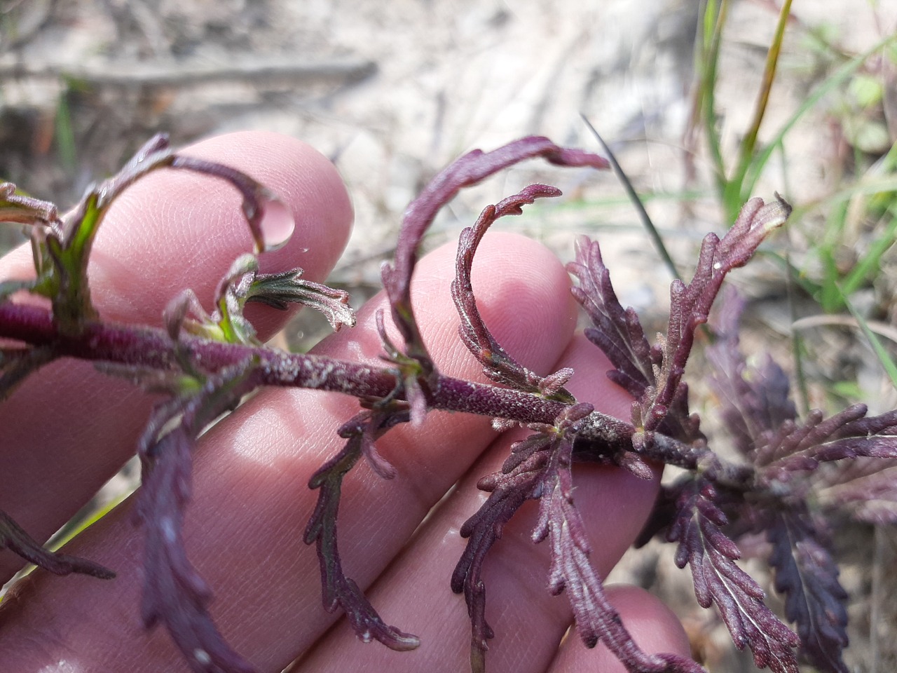 Bellardia trixago