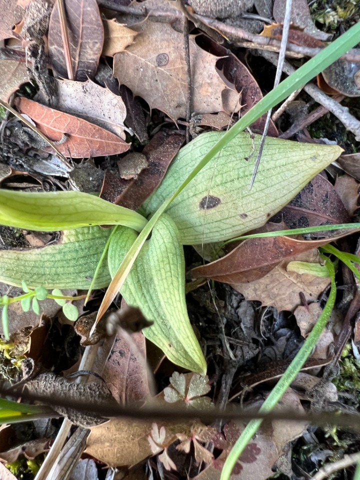 Ophrys lutea subsp. galilaea