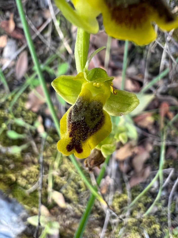 Ophrys lutea subsp. galilaea