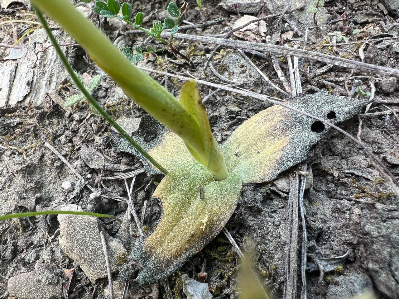 Ophrys lutea subsp. galilaea