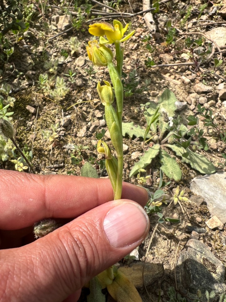 Ophrys lutea subsp. galilaea