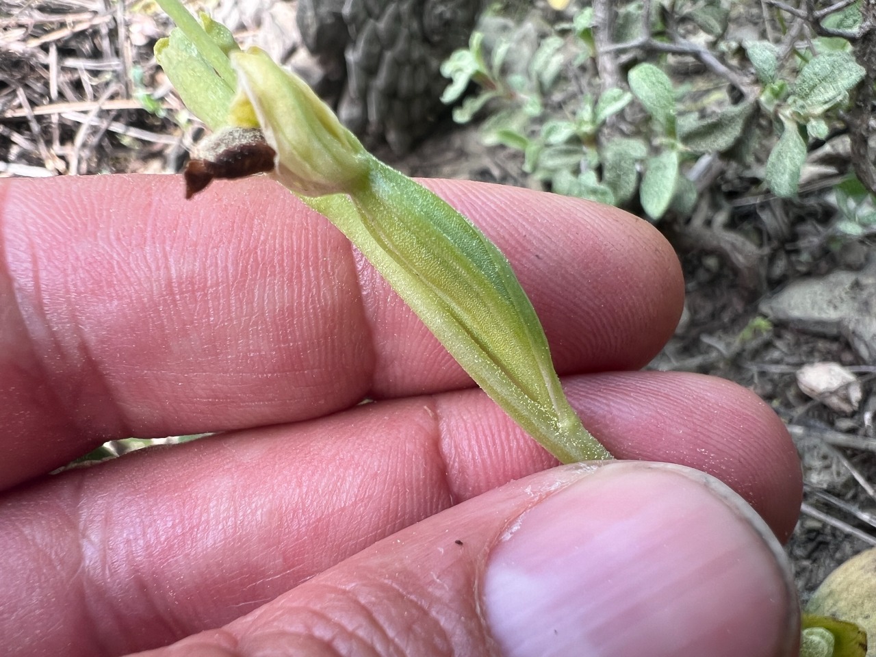 Ophrys lutea subsp. galilaea