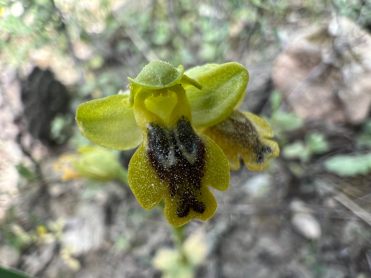 Ophrys lutea subsp. galilaea