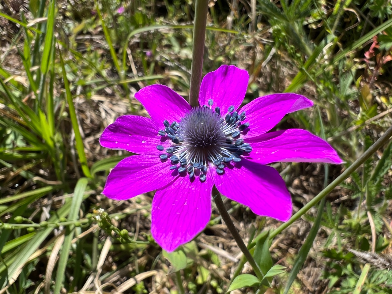 Anemone hortensis