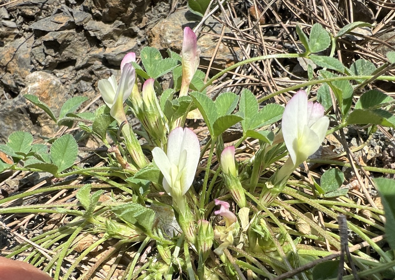 Trifolium uniflorum