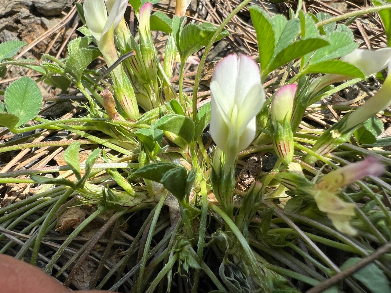 Trifolium uniflorum