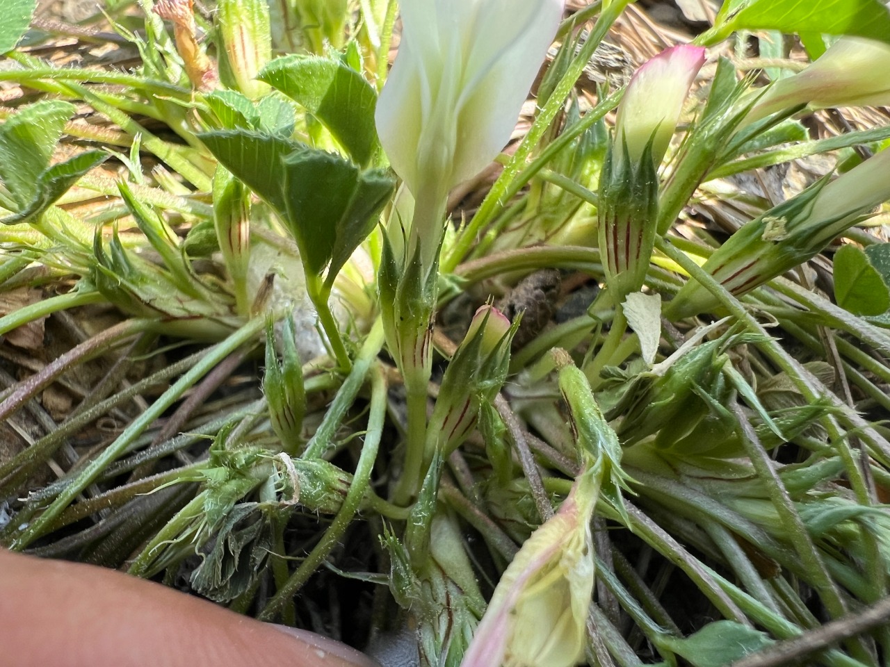 Trifolium uniflorum