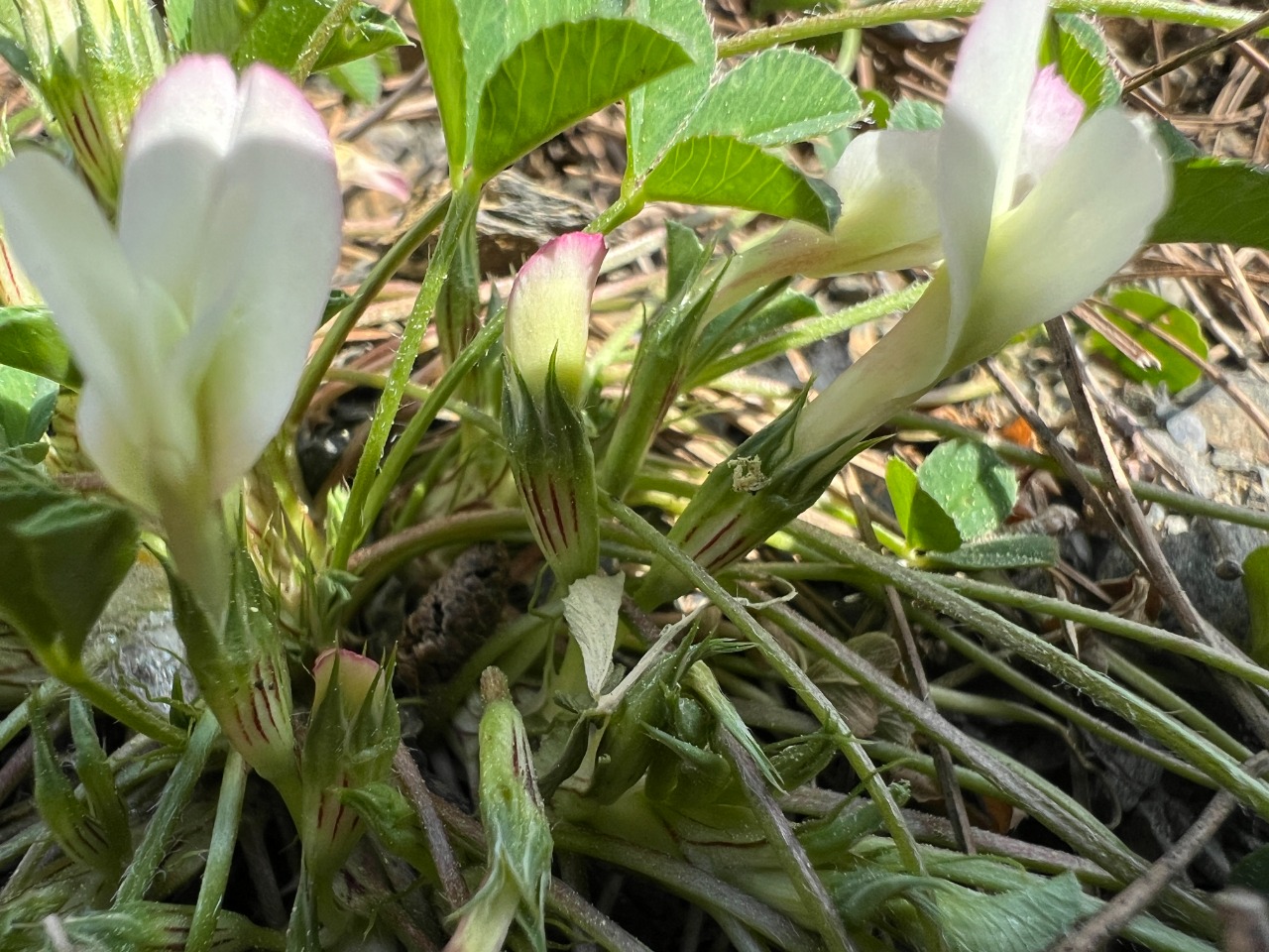 Trifolium uniflorum