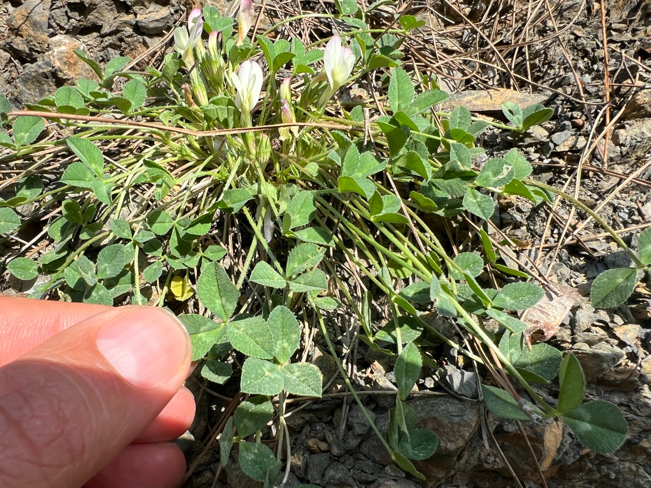 Trifolium uniflorum