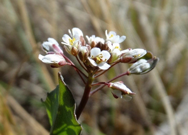 Noccaea perfoliata