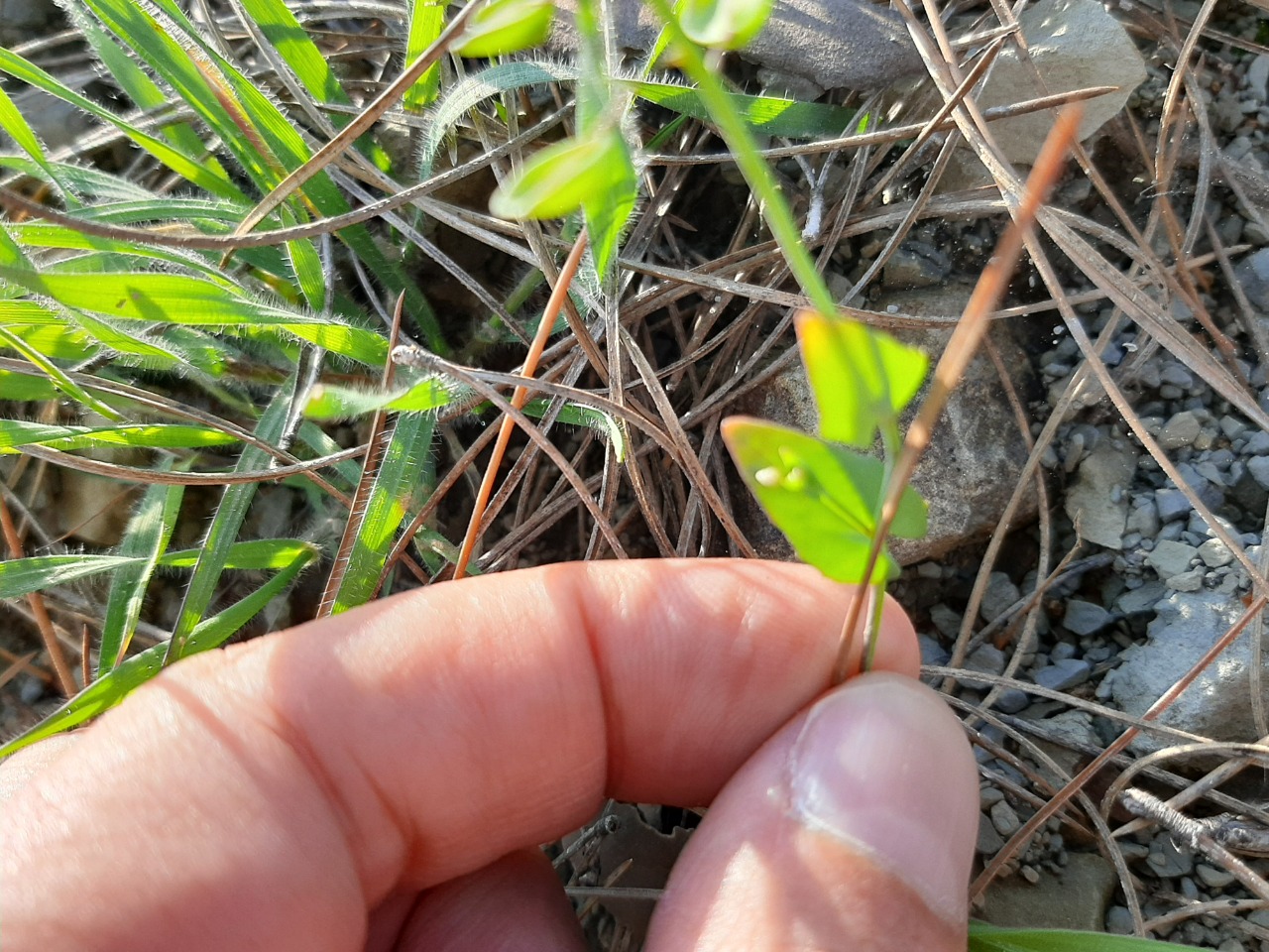 Noccaea perfoliata