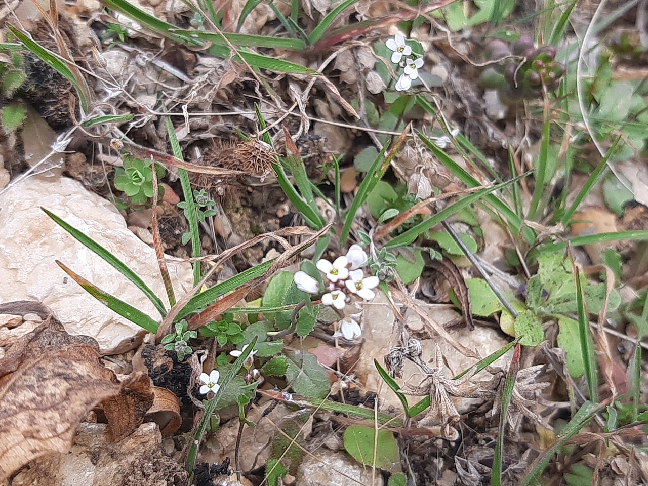 Noccaea perfoliata