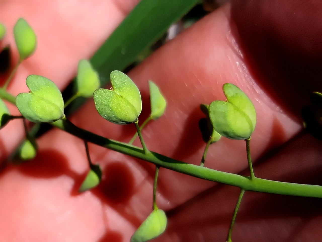 Noccaea perfoliata