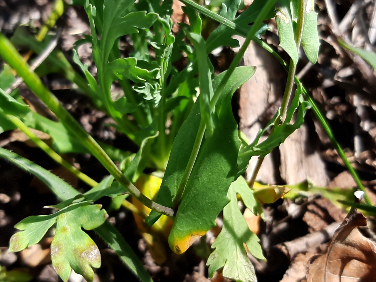 Noccaea perfoliata