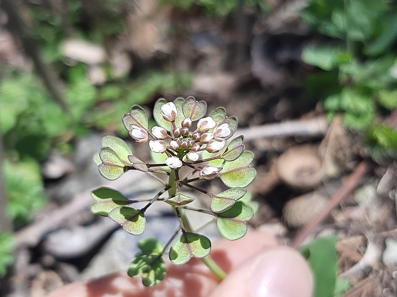 Noccaea perfoliata