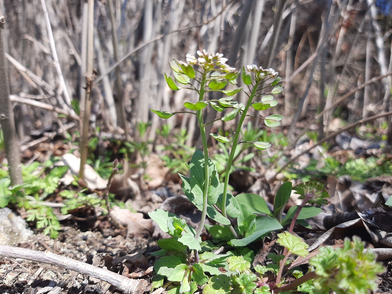 Noccaea perfoliata