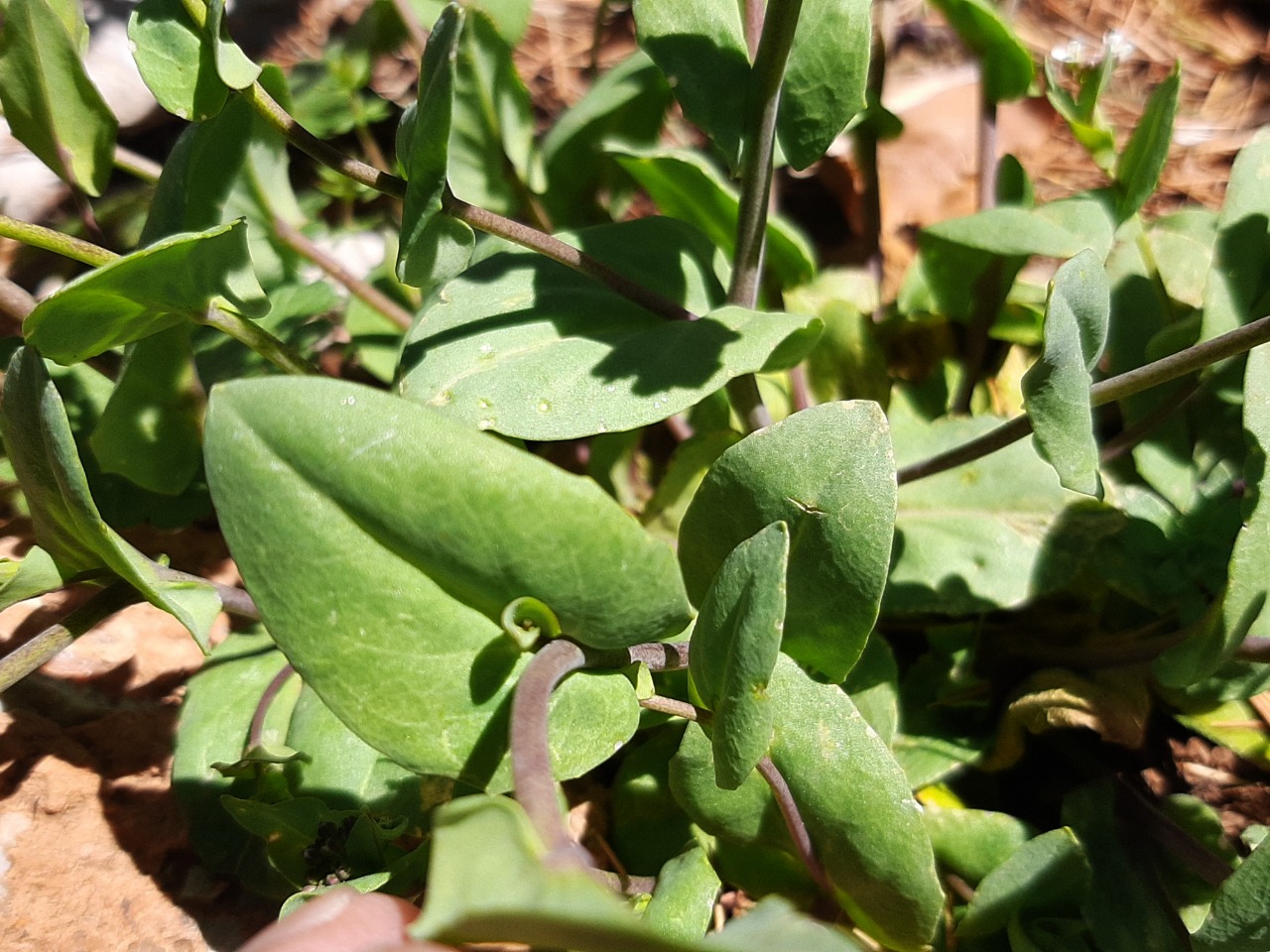 Noccaea perfoliata