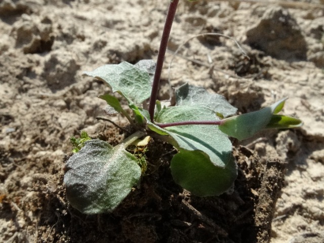 Noccaea perfoliata