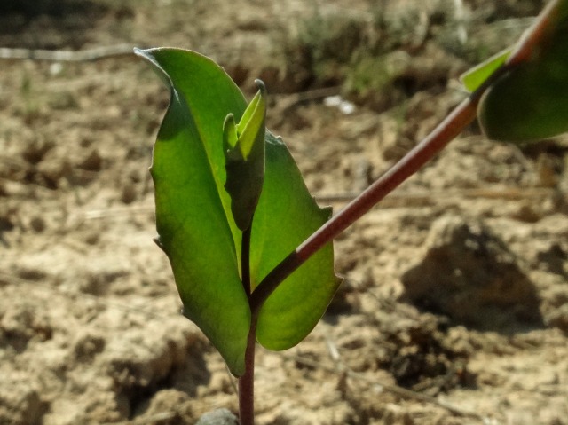 Noccaea perfoliata