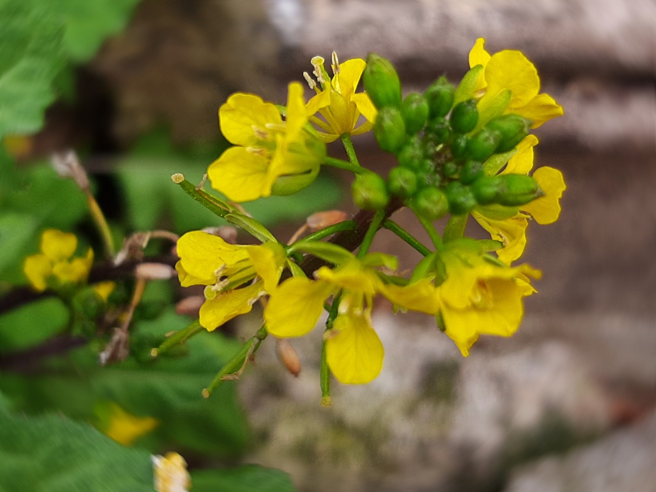 Rorippa sylvestris