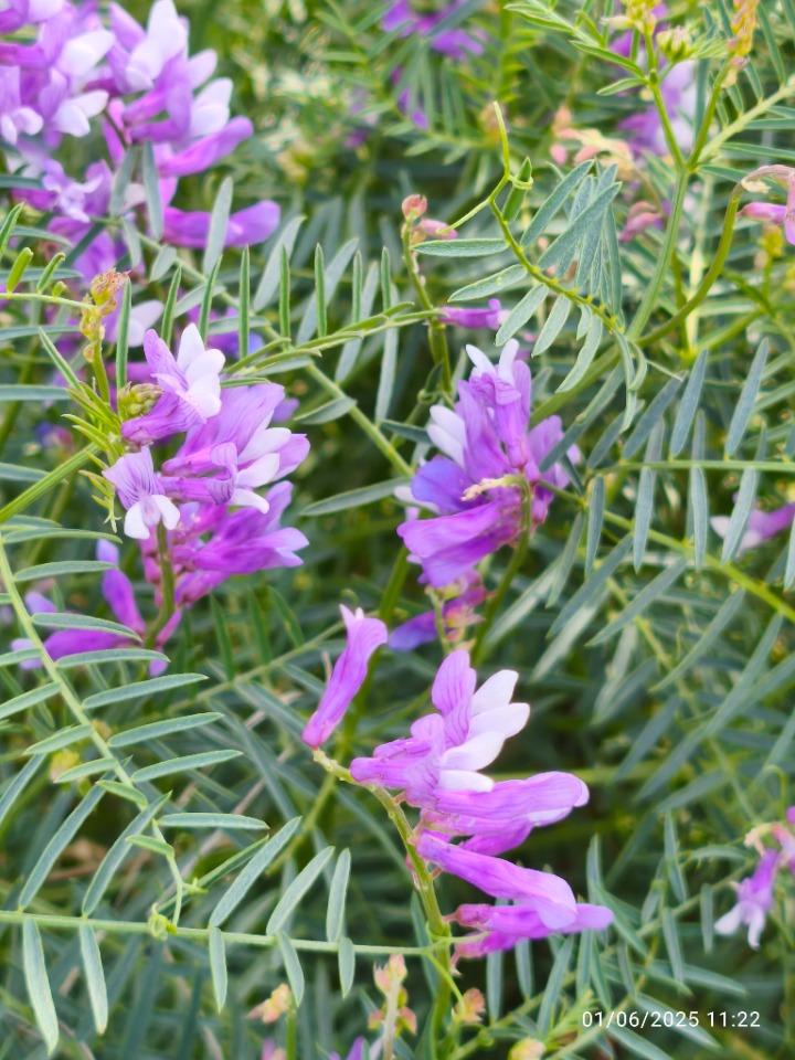 Vicia eriocarpa