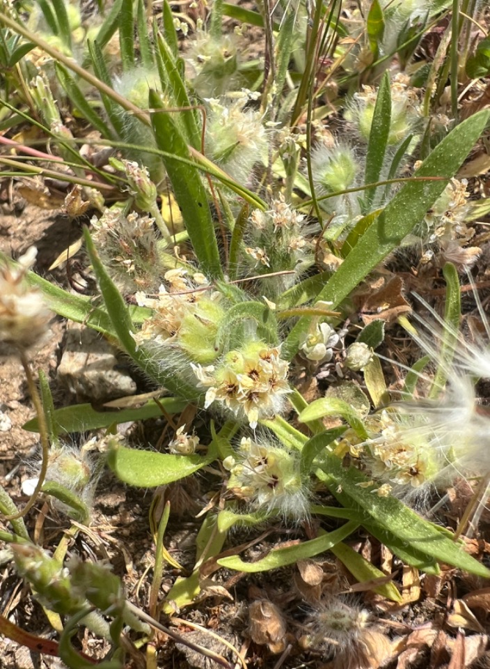 Plantago cretica