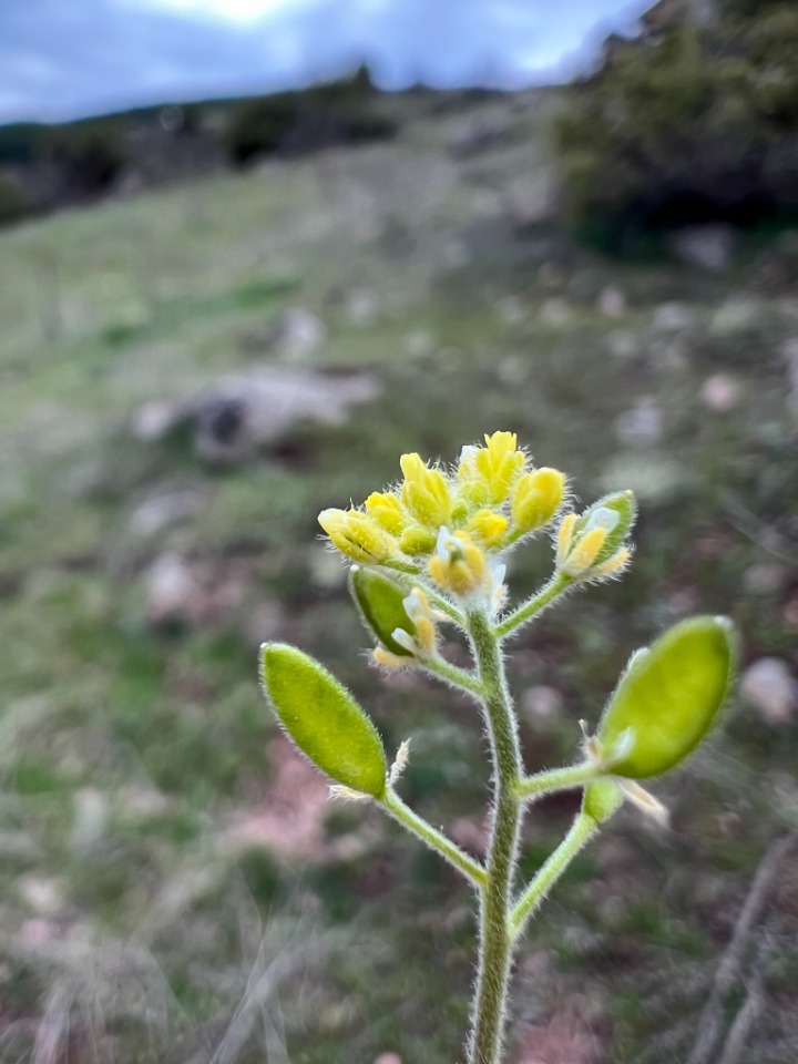 Draba nemorosa