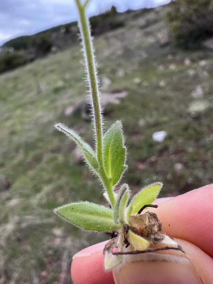 Draba nemorosa