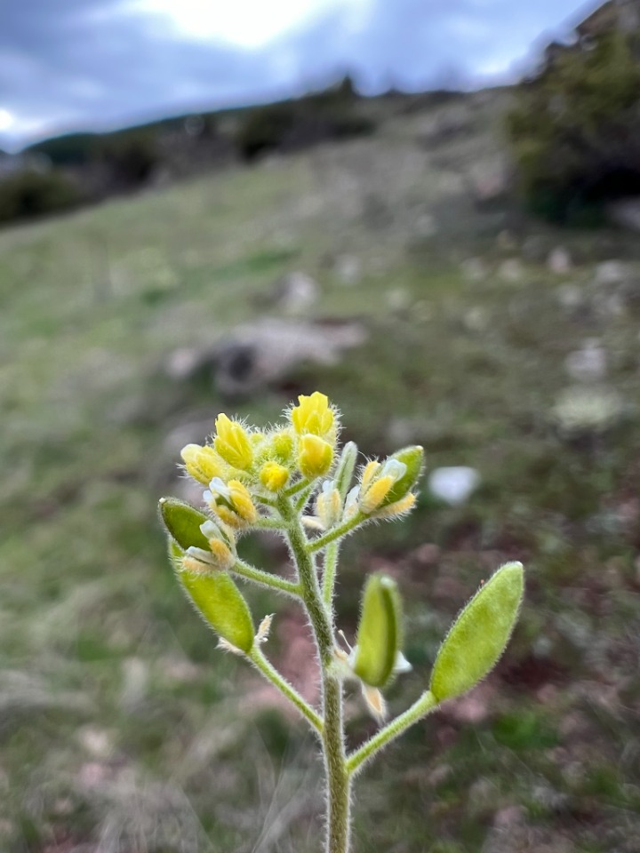 Draba nemorosa