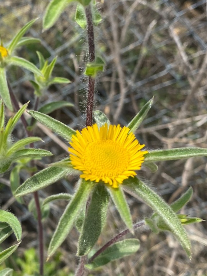 Pallenis spinosa