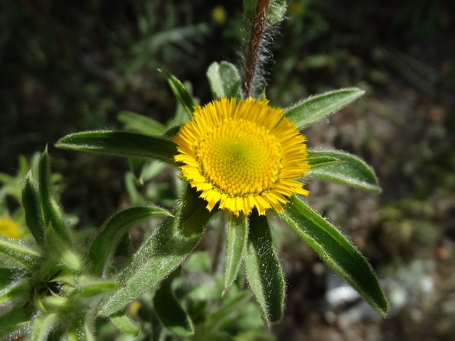 Pallenis spinosa