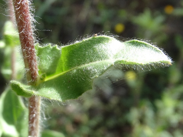 Pallenis spinosa