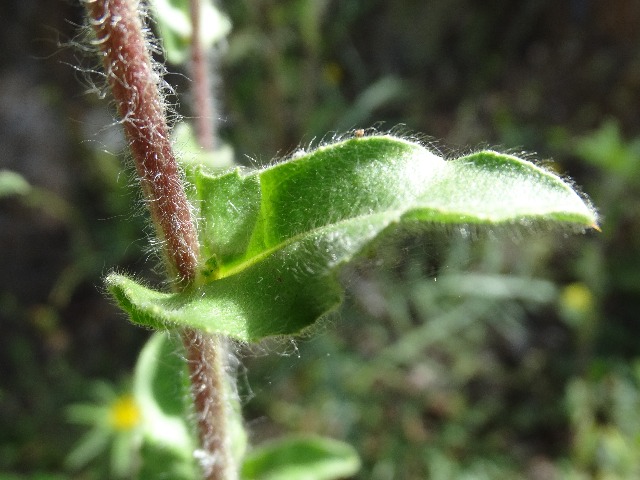 Pallenis spinosa