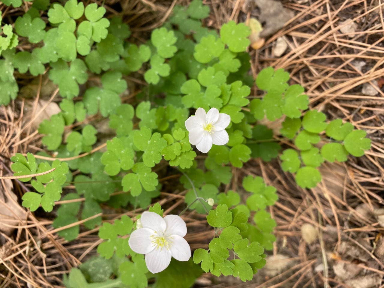 Thalictrum orientale