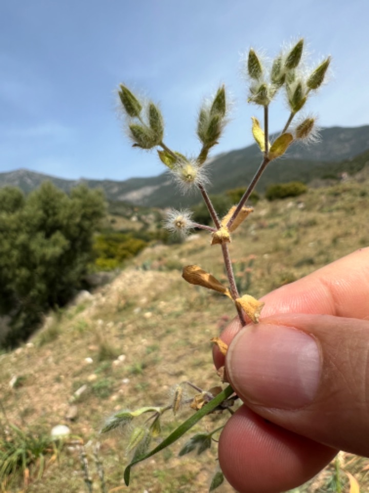 Cerastium comatum