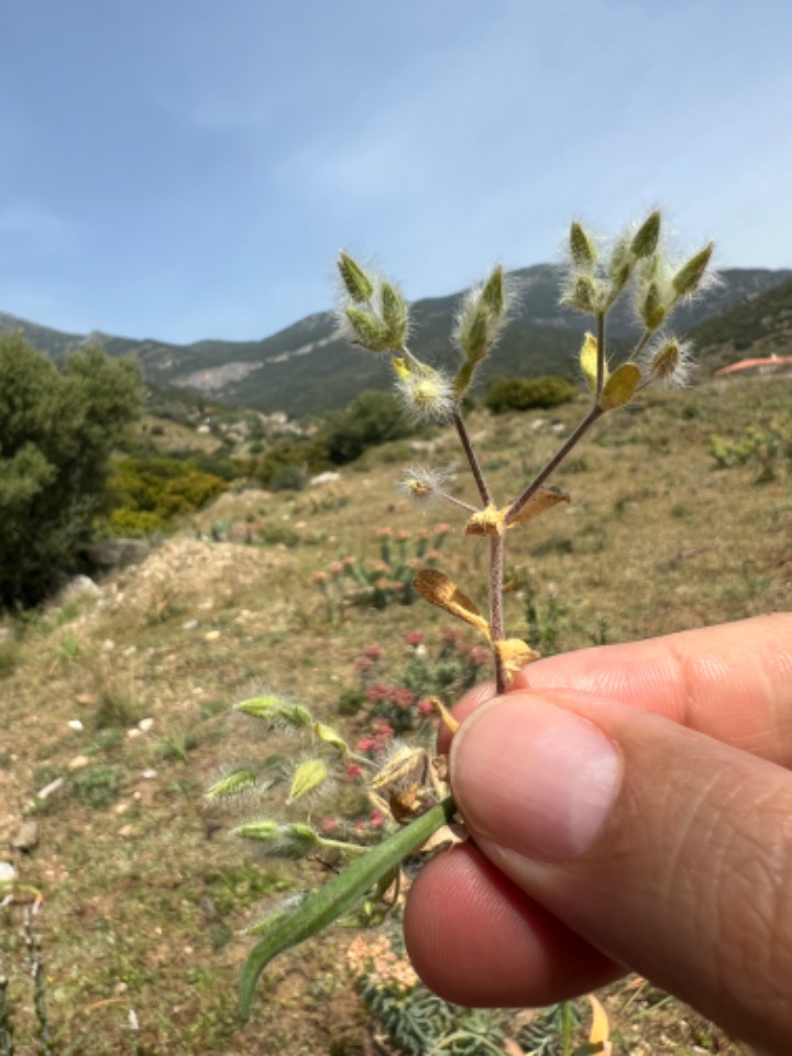 Cerastium comatum